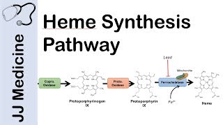 Heme Synthesis Pathway [upl. by Honeyman]