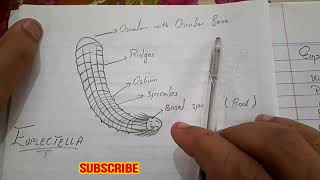 Euplectella  Labelled diagram amp Structure  Phylum Porifera Urdu  Hindi [upl. by Assened]