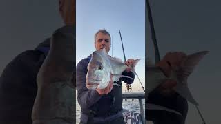 Gold Coast Snapper Fishing Epic Battles amp Big Catches [upl. by Ellivnarg]