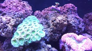 40 Gallon Breeder Salt Water Reef Tank [upl. by Guerin]