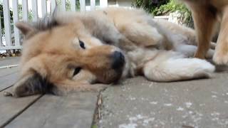 Carve Canem Eurasier Morning play [upl. by Maurine]