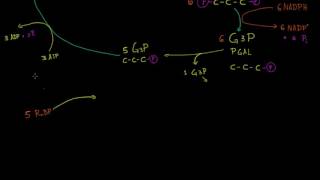 Fotorespiración  Fotosíntesis  Biología  Khan Academy en Español [upl. by Adnaval623]