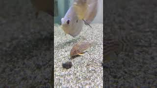 Couple corydoras corydora ikandiscus ikan aquariumfish aquarium fishtank [upl. by Asquith]