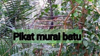 Pikat murai batuDua minit langsung tapau [upl. by Phyllida]