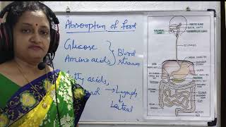 Absorption Assimilation and Egestion  A Complete process of digestive system Absorption [upl. by Amil]