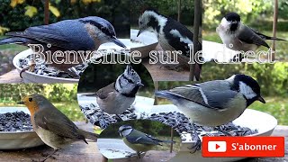 🔴 Direct 🎥 La mangeoire du jardin  Garden bird feeder 🎥 Live 🔴 [upl. by Vaughan807]