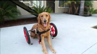 SitGo dog wheelchair demo Video HD 1080p [upl. by Hsak]