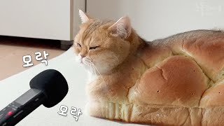 고양이 식빵 굽는 소리 녹음했어요ㅎㅎㅎㅎㅎ [upl. by Crowe]