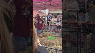 Pig races in Australia 🇦🇺 😋 😆 [upl. by Elokkin84]