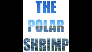 THE POLAR SHRIMP  SEATROUT FLY  FLY TYING  FLY FISHING  MICHAEL OLSEN FLY TYING AND FISHING [upl. by Tsenre]