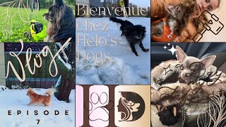 Bienvenue chez Helos Dogs Episode 7 [upl. by Wakerly]