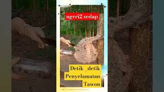 PENYELAMATAN TAWON fypシ゚viral tawonvespa tawon tawonliar viralvideo shortvideo [upl. by Onaicilef]