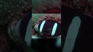 Nemo Eggs Found in Anilao  Philippines  2024 [upl. by Nazarius]