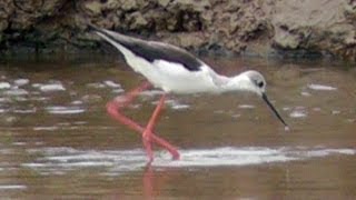 Blackwinged Stilt at Hayle Estuary  Wildlife in Cornwall [upl. by Screens589]