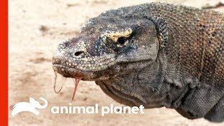 Powerful Komodo Dragons Observed Hunting In The Wild  Raw Nature [upl. by Aeel]