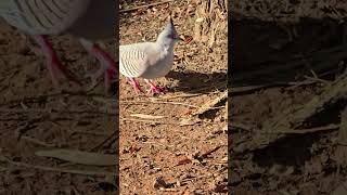 The Crested Pigeons Campbelltown Australia [upl. by Yendis]