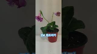 zm제프리카 스트렙토카르푸스 streptocarpus plants flowers [upl. by Eindys215]