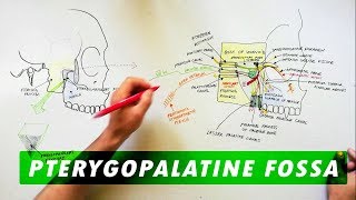 Pterygopalatine Fossa  Boundaries Communications amp Contents [upl. by Htebazile629]
