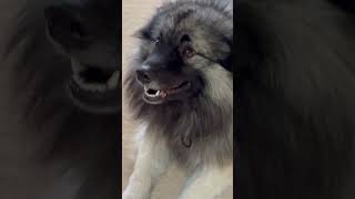 Bear barking funnydogs keeshond likeandsubscribe funnydogvideos cute [upl. by Urial710]