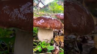 🌲🍄‍🟫🌲mushroom грибиnature forest лісcarpathians boletus [upl. by Eniamart108]