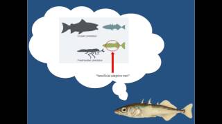 The evolution of spines in Stickleback Fish Fifth Grade [upl. by Fakieh875]