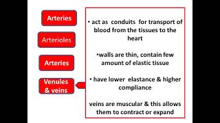 Cardiovascular system 11 Systemic circulation [upl. by Einnhoj509]