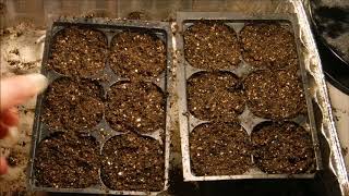 how to grow dahlias from seed how to germinate dahlia seeds growing dahlias from seed [upl. by Obe]