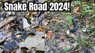 2024 Fall Snake Road Migration 50 snakes Herping 2024 [upl. by Iduj]