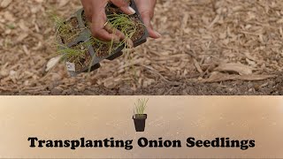 Transplanting Onion Seedlings  Lets Grow Stuff [upl. by Argela]