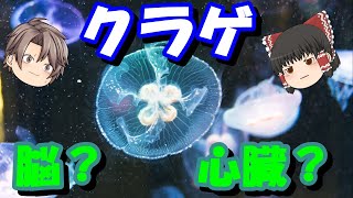 【ゆっくり解説】脳や心臓を持たないクラゲはどのようにして生きるのか？生態を解説する [upl. by Eimareg961]