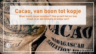 Cacao de weg van boon tot kop [upl. by Curtice]