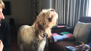 Murray the Singing Spinone [upl. by Ierbua673]