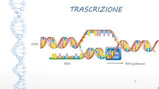 La SINTESI PROTEICA dal DNA alla PROTEINA TRASCRIZIONE e TRADUZIONE [upl. by Aicenert]