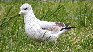 Goélands à bec cerclé migration Ringbilled Gull [upl. by Ellac]