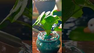 Grow Pennywort Plant Plant in water Without Soil  Pilea Propagation From Stem [upl. by Tandi931]