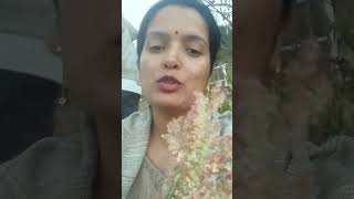 Edible Plant plants subscribe पहाड़ीculture [upl. by Alleram692]