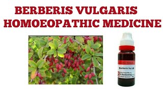 BERBERIS VULGARIS HOMOEOPATHY MEDICINE EXPLAINED [upl. by Oppen]