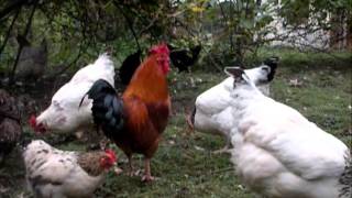 Reportage les poules pondeuses [upl. by Adnohr170]