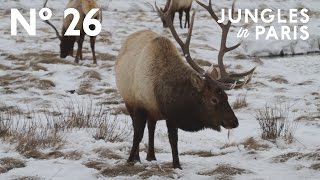 The Massive Winter Elk Refuge of Jackson Wyoming [upl. by Ahsihat]