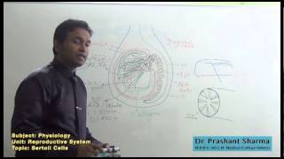 Phy Sertoli Cells [upl. by Nileuqay]