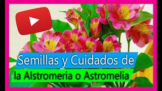 Cultivo de Alstromeria astromelias  astromerias El único Modo de sacar semillas [upl. by Magdau791]