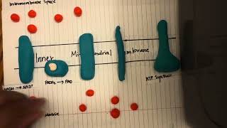 Oxidative Phosphorylation [upl. by Graves852]