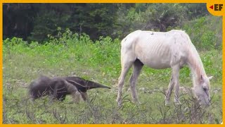 QUANDO UM CAVALO E UM TAMANDUÁ BANDEIRA SE ENCONTRAM [upl. by Eglantine935]