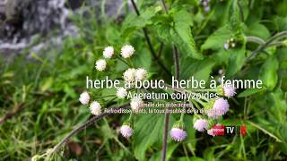 Ageratum conyzoides L Herbeàbouc [upl. by Ellehcen295]