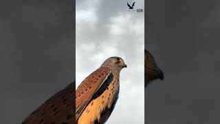 Lesser kestrel Short video Falconlover5 [upl. by Mcgrody]