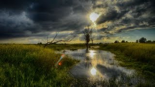 Natuurdocumentaire Oostvaardersplassen Nieuw Land Nieuwe Toekomst [upl. by Anaytat]