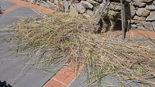 Using our vetiver grass as mulch [upl. by Atworth]