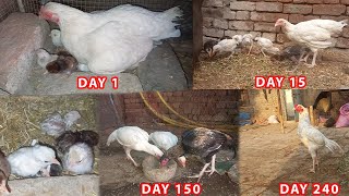 Heera Aseel Chicks Growth 1 day to 10 months full Process  Day by Day Growth QualityAseel [upl. by Eanehs]