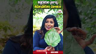 విస్తరాకంత సైజున్న తమలపాకులు  Betel leaves of large size  ABN Agri shorts shortvideo [upl. by Odoric]