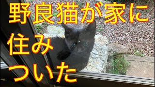 ‼️‼️家に住み着いた２匹の野良猫 神様のいたずら？‼️‼️😊 [upl. by Balfour]